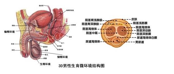 睾丸