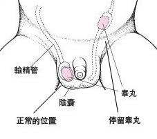 睾丸