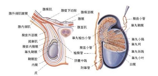 睾丸