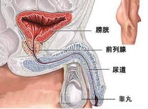 睾丸