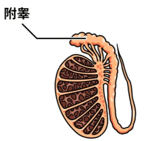附睾