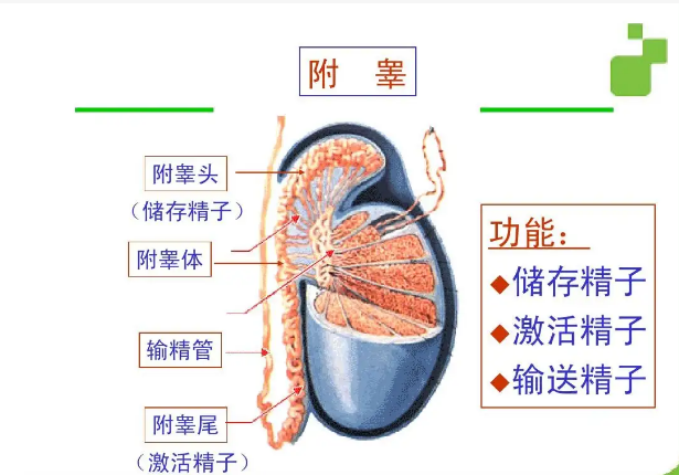 附睾