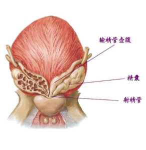 精囊