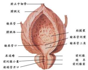 前列腺