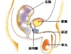 前列腺图片