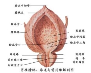 前列腺结构