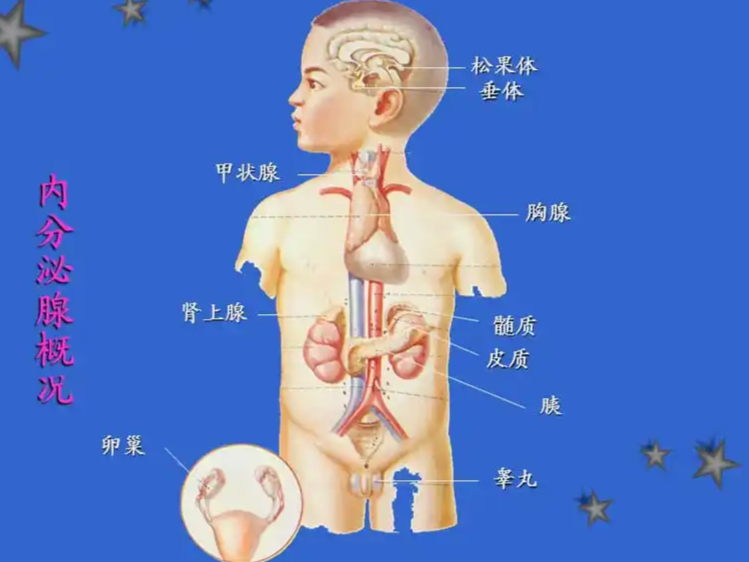 内分泌系统