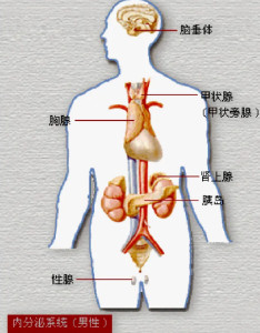 内分泌系统