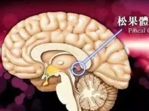 松果体