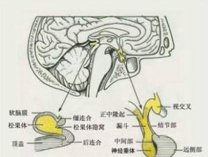 松果体