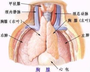 胸腺