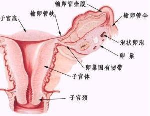性腺