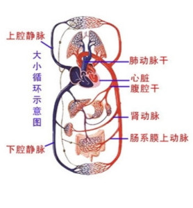 循环系统