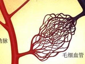毛细血管