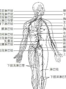淋巴系统