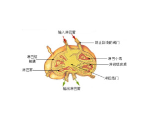 淋巴结