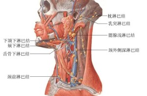淋巴结