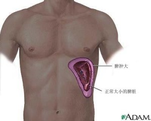 脾脏