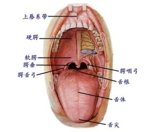 扁桃腺