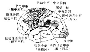 图1 大脑半球的外侧面