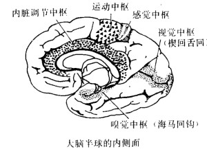 图2 大脑半球的内侧面