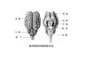 间脑