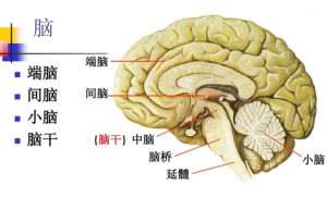 中脑
