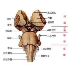 延髓