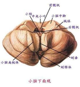 小脑