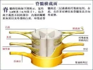 脊髓横截面图