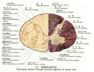 神经