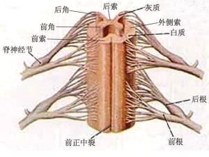脊髓反射功能