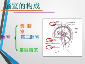 脑室