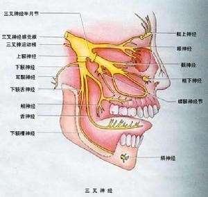 三叉神经