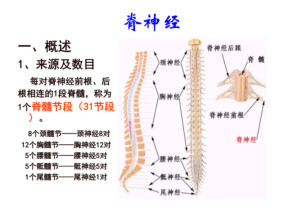 脊神经