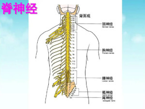 脊神经