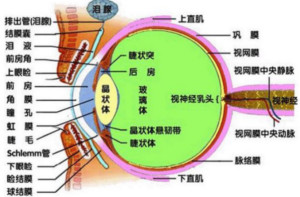 睫状体