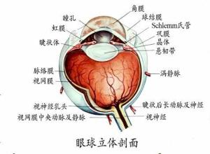 晶状体