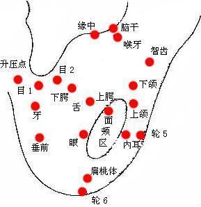 耳垂