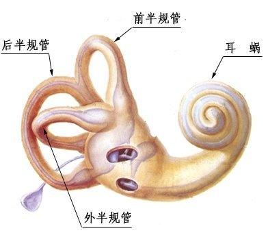 图2 半规管