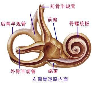 图3 半规管