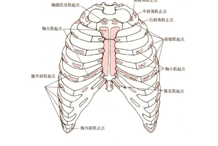 胸廓