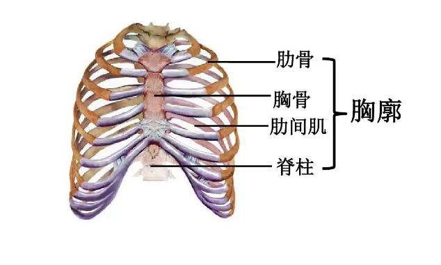 胸廓