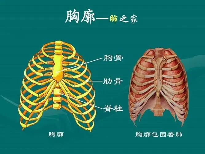 胸廓