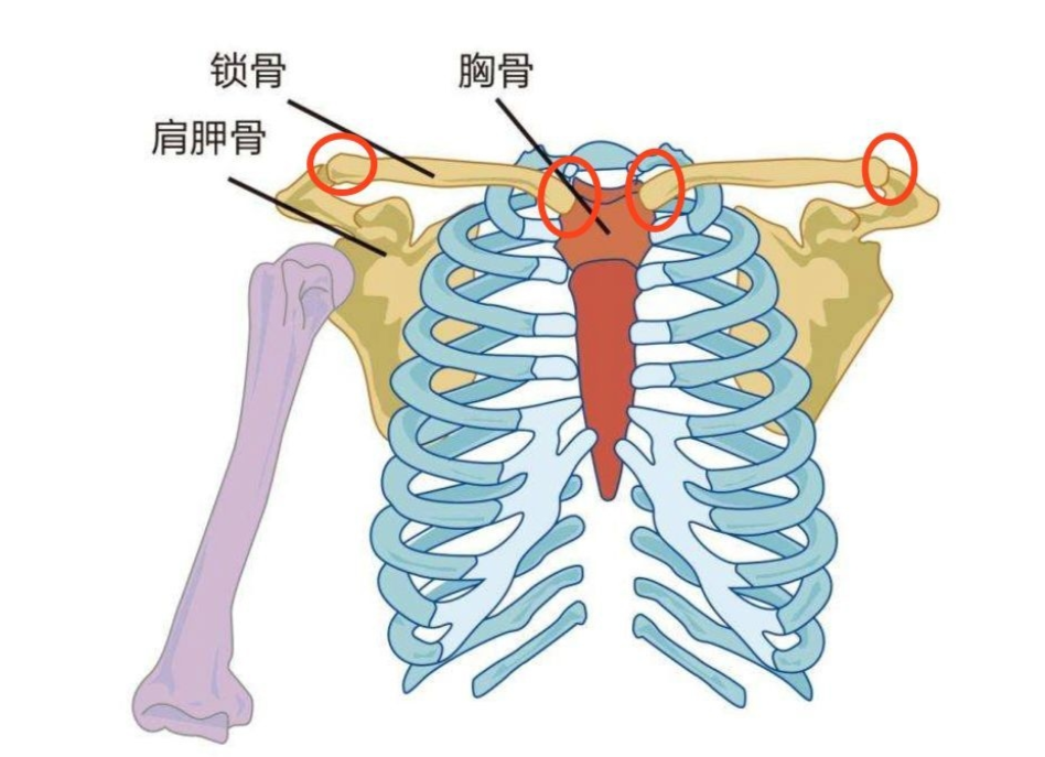 胸骨