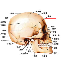 脑颅骨