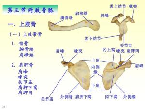 附肢骨骼图册