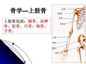上肢骨