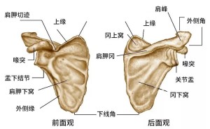 肩胛骨