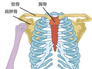锁骨